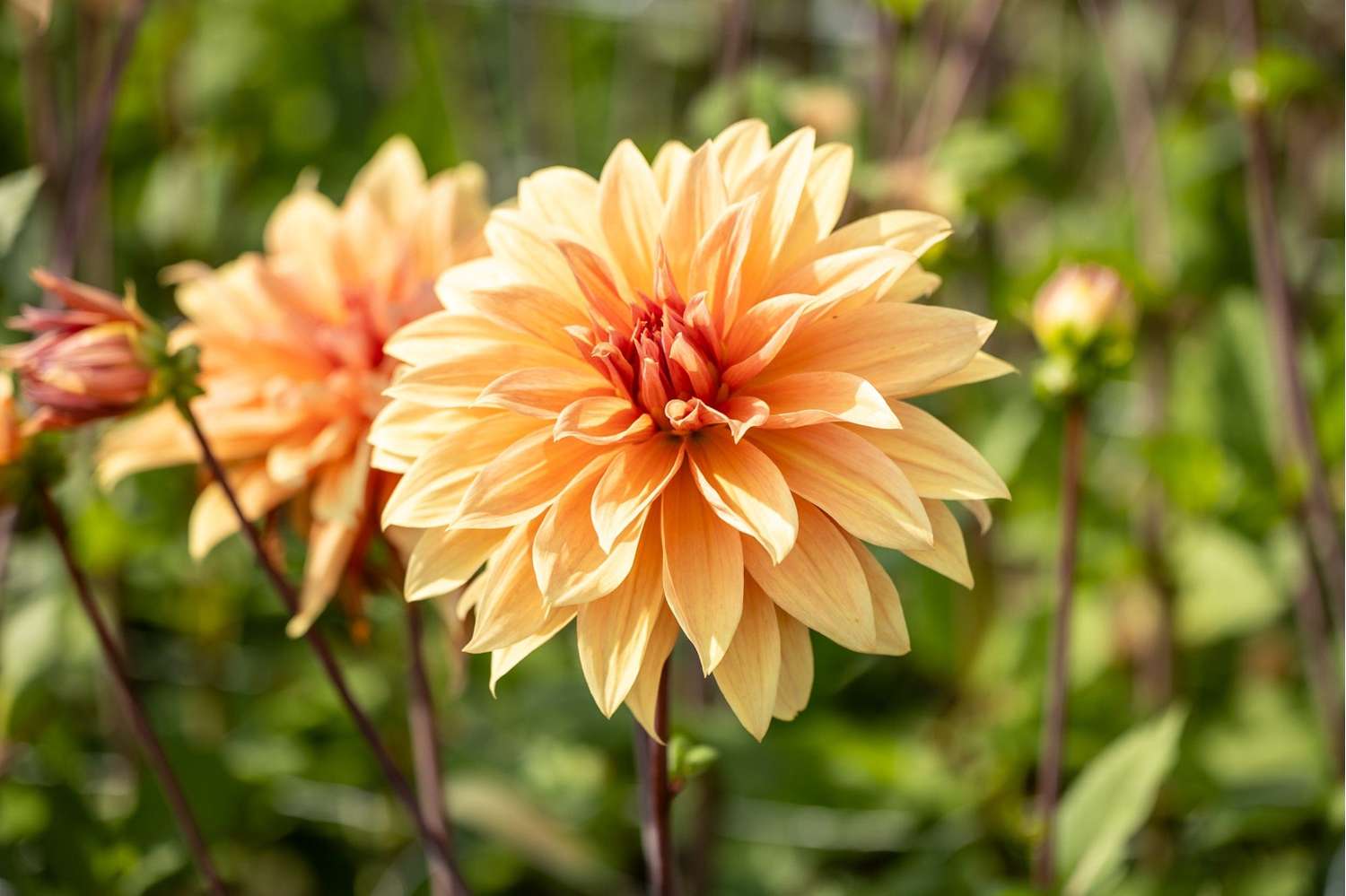 Dahlie 'Babylon Bronze' - Dahlia